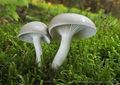 Hygrophorus agathosmus